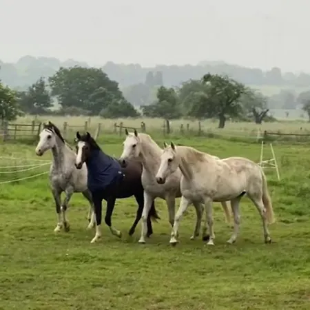Gaestehaus White Horse Diedersen Holiday home