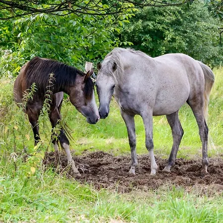 Gaestehaus White Horse Diedersen Holiday home *