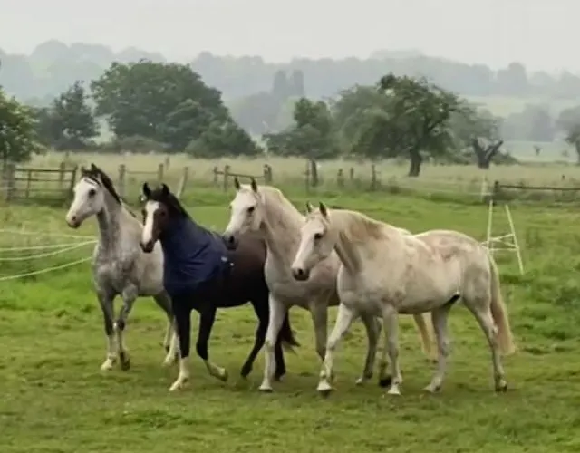 Gastehaus White Horse Diedersen Semesterbostad