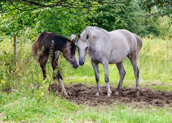 Gastehaus White Horse Diedersen Hébergement de vacances *